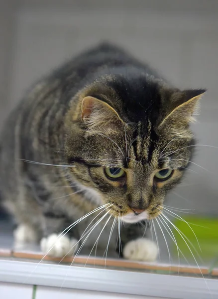 Tabby Com Branco Longo Bigode Gato Retrato — Fotografia de Stock