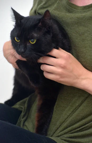 黄色い目をした黒いふわふわの猫が — ストック写真