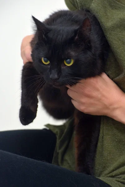 黄色い目をした黒いふわふわの猫が — ストック写真