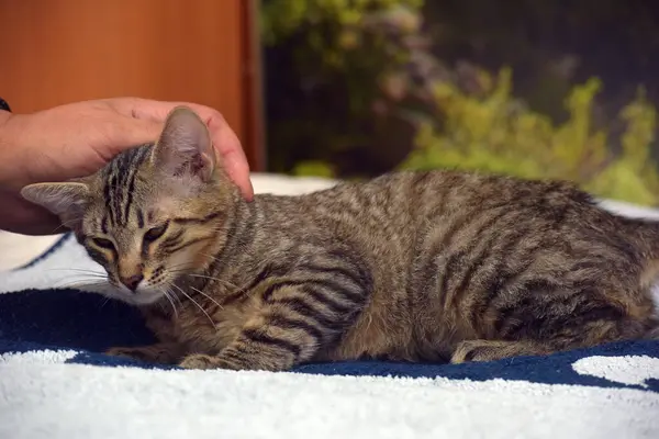 与棕色小猫一起坐在沙发上 四个月大 — 图库照片