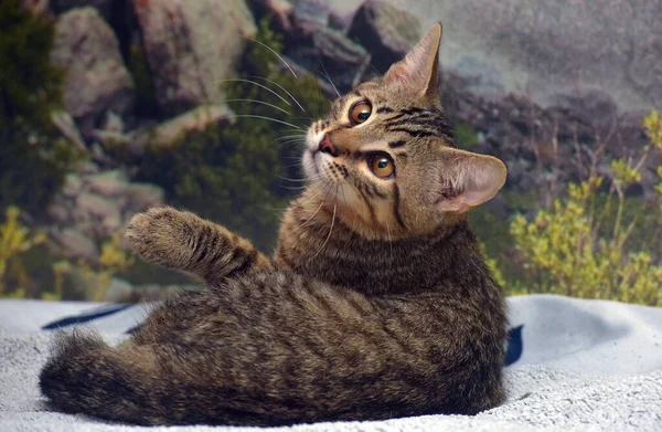 Tabby Brązowym Kotkiem Wieku Miesięcy Kanapie — Zdjęcie stockowe