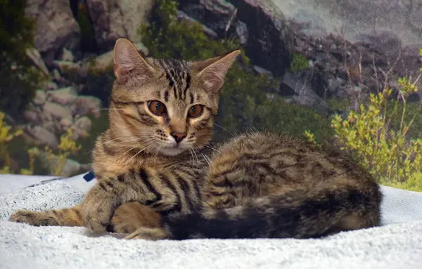 Tabby Brązowym Kotkiem Wieku Miesięcy Kanapie — Zdjęcie stockowe