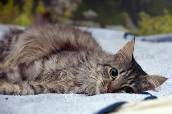 美丽的绒毛烟熏猫躺在床上 — 图库照片