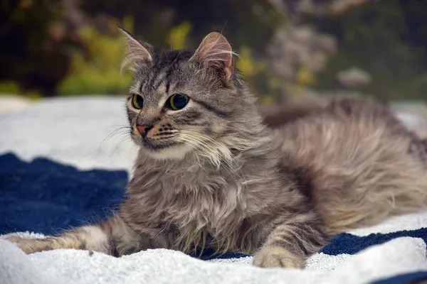 Güzel Tüylü Dumanlı Kedi Yatağın Üstünde — Stok fotoğraf