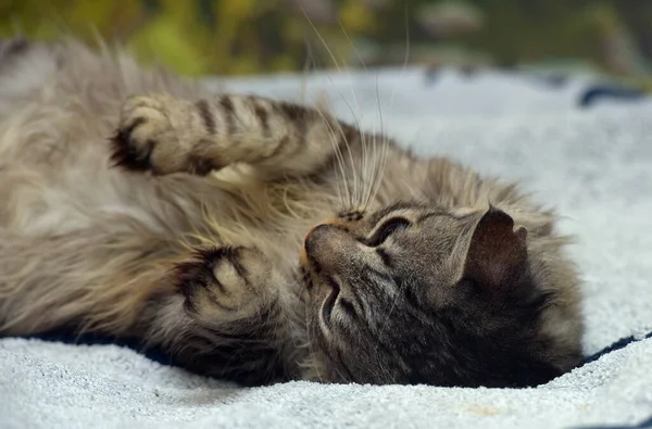 Beau Chat Fumé Moelleux Sur Lit — Photo