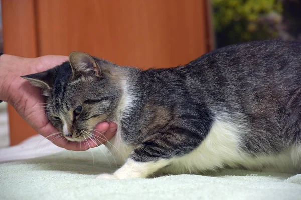 Cinza Branco Gato Tabby Cama Mãos — Fotografia de Stock