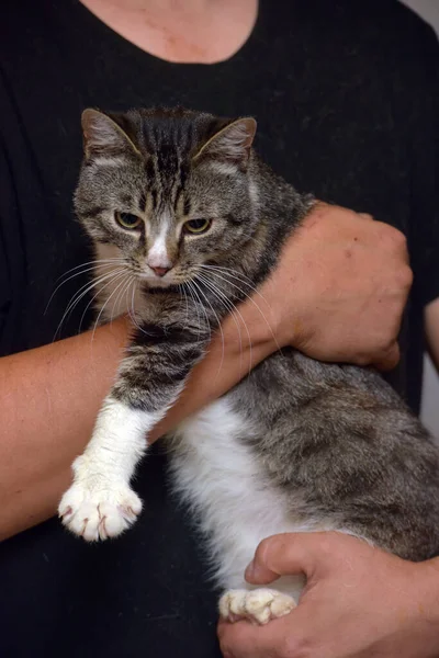 Grå Och Vit Tabby Katt Sängen Och Händerna — Stockfoto