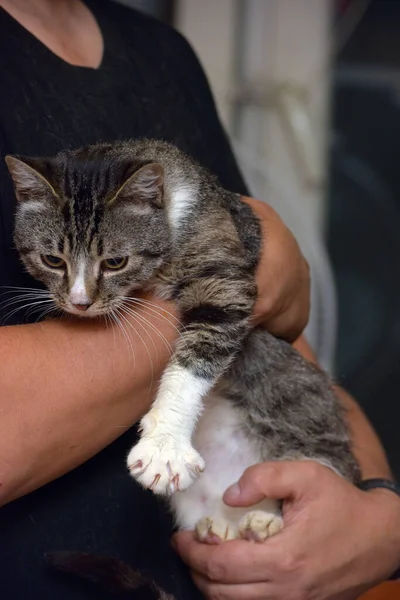 Gatto Tabby Grigio Bianco Sul Letto Sulle Mani — Foto Stock