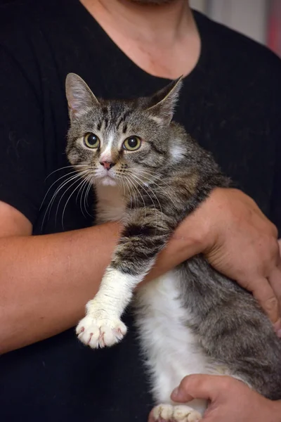 Grå Och Vit Tabby Katt Sängen Och Händerna — Stockfoto