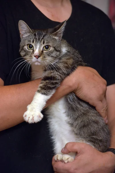 Abu Abu Dan Putih Kucing Tabby Tempat Tidur Dan Tangan — Stok Foto