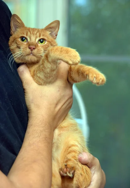 Liebevoller Ingwer Schöne Katze Den Armen Aus Nächster Nähe — Stockfoto