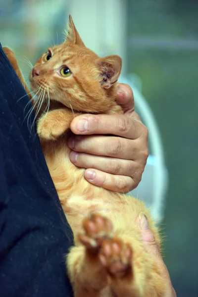 Affettuoso Zenzero Bellissimo Gatto Braccio Vicino — Foto Stock