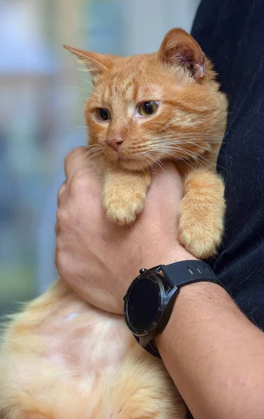Sevecen Kızıl Kollarında Güzel Bir Kedi — Stok fotoğraf