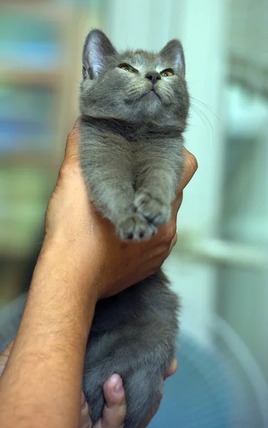 Smoky Shorthair Chaton Russe Bleu Dans Les Mains — Photo