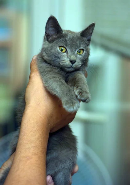 Smoky Shorthair Chaton Russe Bleu Dans Les Mains — Photo