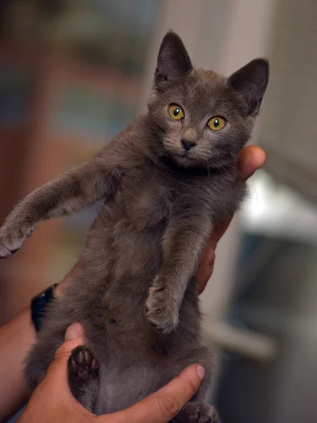 Smoky Shorthair Kitten Russian Blue Hands — Stock Photo, Image