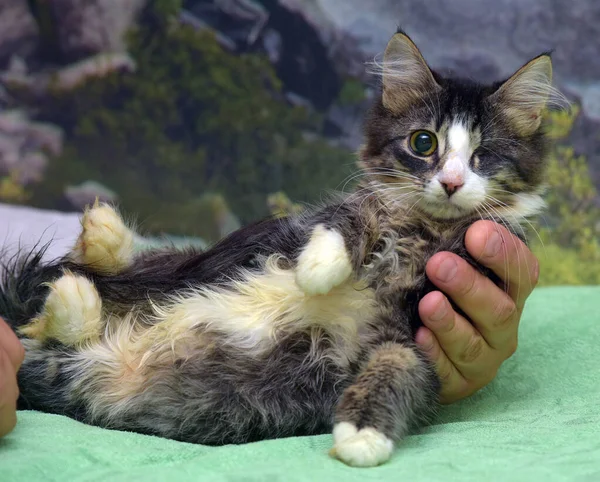 Jovem Olho Afetuoso Gatinho Brincalhão Deficiente — Fotografia de Stock