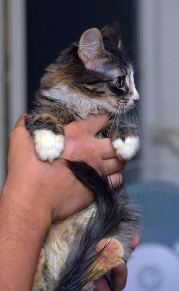 Jeune Chaton Affectueux Ludique Borgne Handicapé — Photo