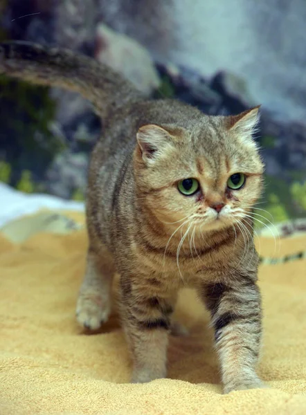 Vacker Brun Brittisk Katt Med Gröna Ögon Nära Håll — Stockfoto