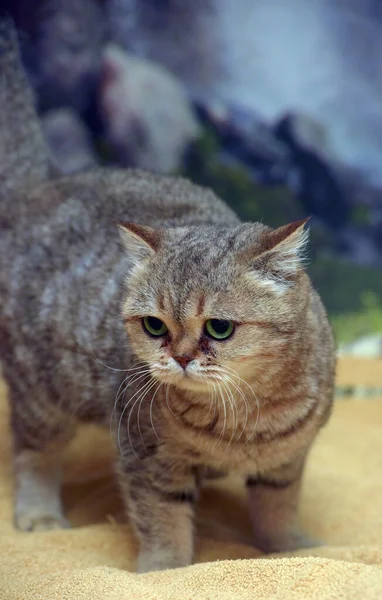 Mooie Bruine Britse Kat Met Groene Ogen Close — Stockfoto