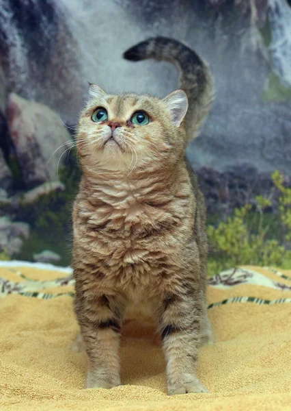 Vacker Brun Brittisk Katt Med Gröna Ögon Nära Håll — Stockfoto