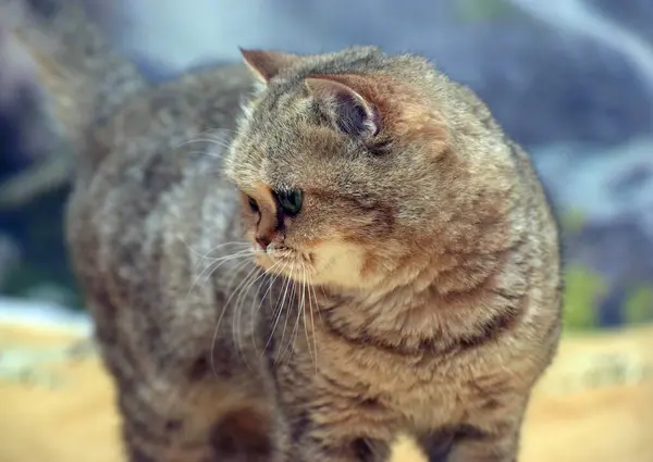 Hermoso Marrón Británico Gato Con Verde Ojos Cerca —  Fotos de Stock