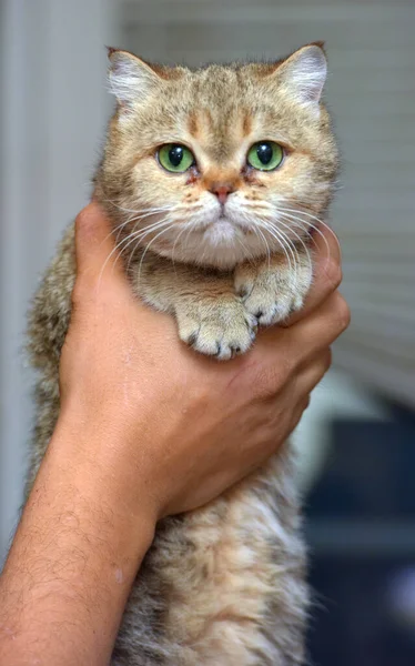 아름다운 갈색의 고양이 — 스톡 사진