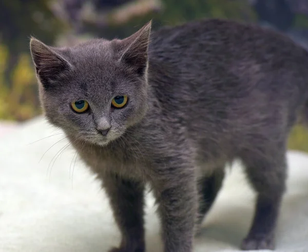 Дымчатый Короткошерстный Котенок Синий Диване — стоковое фото