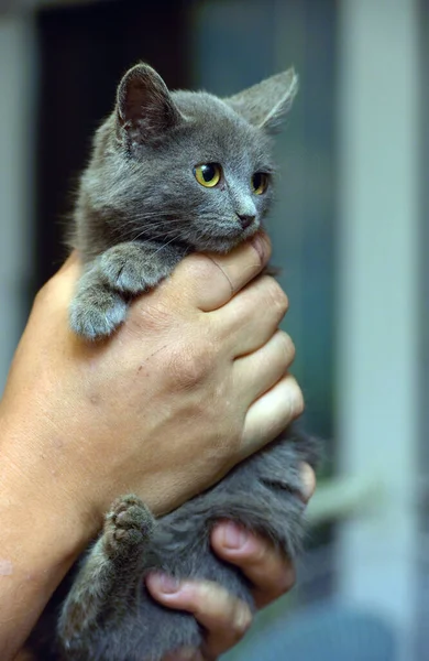 Rokerige Steno Kitten Russisch Blauw Handen — Stockfoto