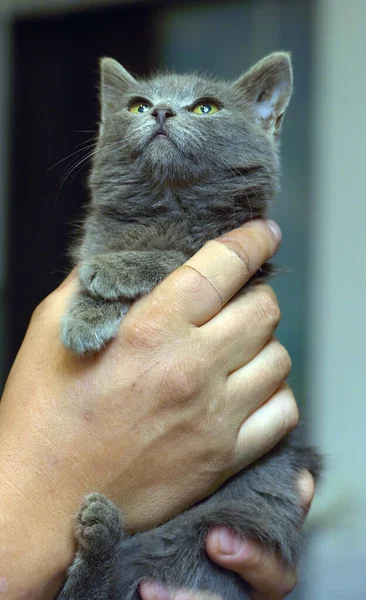 Rokerige Steno Kitten Russisch Blauw Handen — Stockfoto