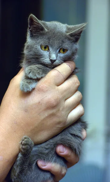 Smoky Shorthair Chaton Russe Bleu Dans Les Mains — Photo