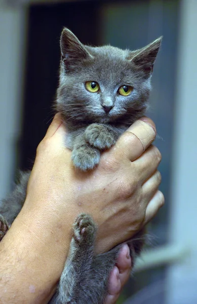 Fumoso Stenografia Gattino Russo Blu Nelle Mani — Foto Stock