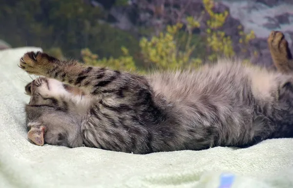 Jovem Olho Afetuoso Gatinho Brincalhão Sofá — Fotografia de Stock