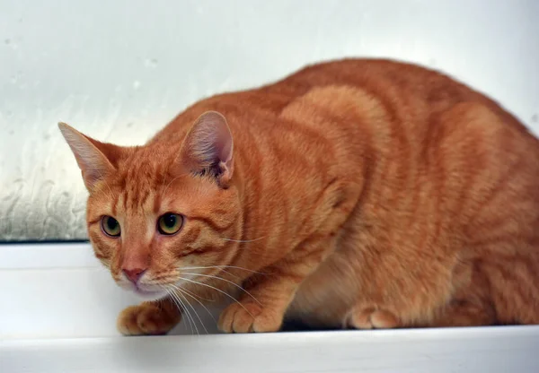 Belo Gato Gengibre Shorthair Apartamento Peitoril Janela — Fotografia de Stock