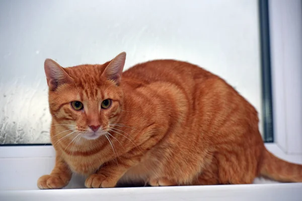 Beautiful Ginger Shorthair Cat Apartment Windowsill — Stock Photo, Image
