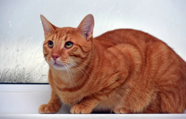 창가에 아파트에 아름다운 생강짧은 고양이 — 스톡 사진