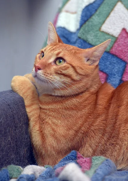 Krásná Červená Pruhovaná Krátkosrstá Kočka Gauči — Stock fotografie