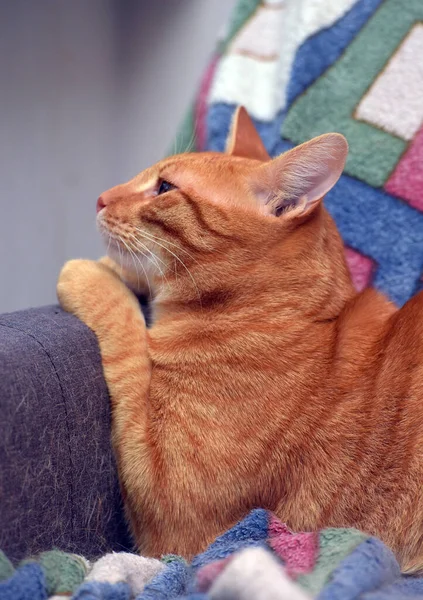 Hermoso Rojo Rayas Taquigrafía Gato Sofá — Foto de Stock