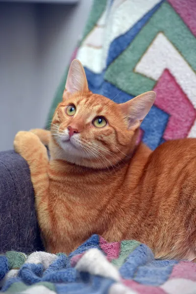 Belo Gato Listrado Vermelho Shorthair Sofá — Fotografia de Stock