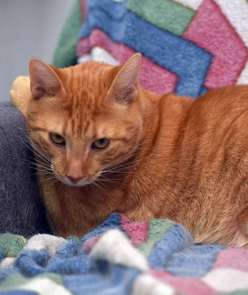 Beau Chat Poil Court Rayé Rouge Sur Canapé — Photo