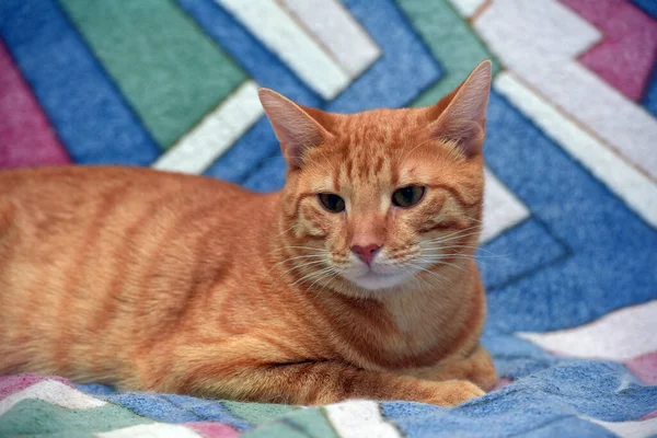 Красивий Червоний Смугастий Короткошерстий Кіт Дивані — стокове фото