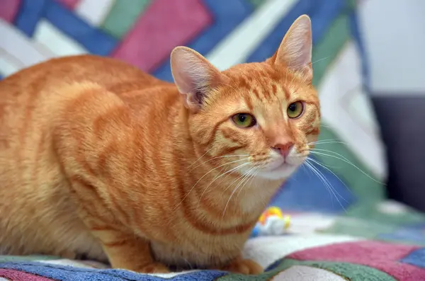 Kanepede Güzel Kırmızı Çizgili Bir Steyşın Kedi — Stok fotoğraf