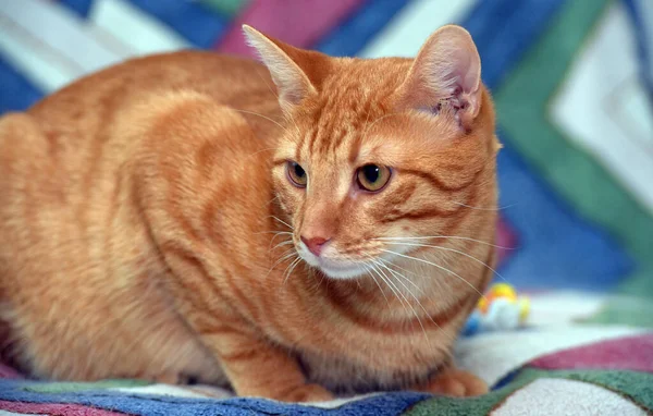 Belo Gato Listrado Vermelho Shorthair Sofá — Fotografia de Stock