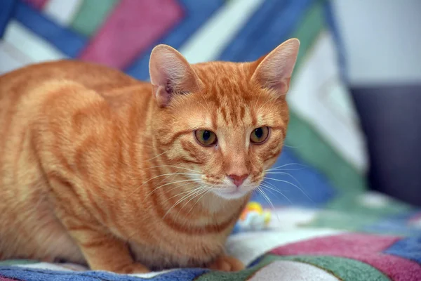 Belo Gato Listrado Vermelho Shorthair Sofá — Fotografia de Stock