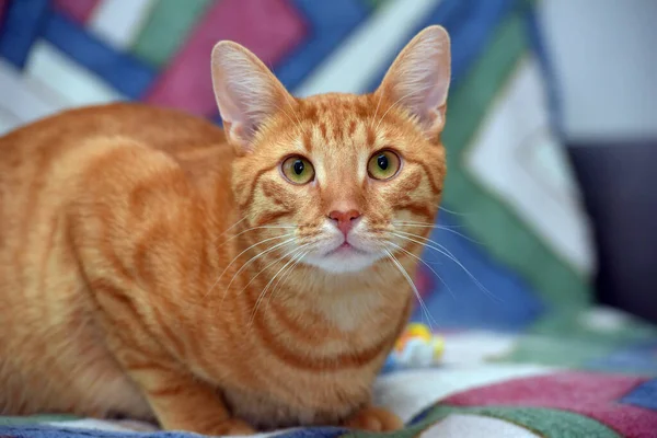 Красивая Красная Полосатая Короткошерстная Кошка Диване — стоковое фото