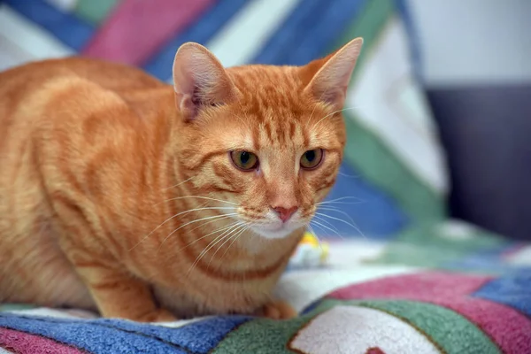 Kanepede Güzel Kırmızı Çizgili Bir Steyşın Kedi — Stok fotoğraf