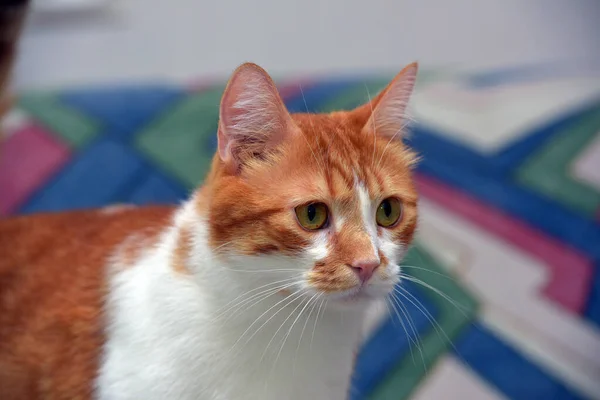 Bonito Vermelho Branco Shorthair Gato Sofá — Fotografia de Stock