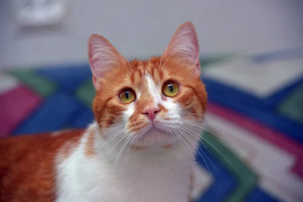 Красивая Рыжая Белая Короткошерстная Кошка Диване — стоковое фото