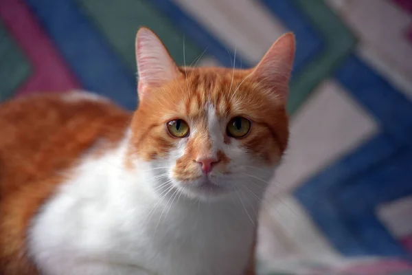 Hermoso Rojo Blanco Taquigrafía Gato Sofá —  Fotos de Stock