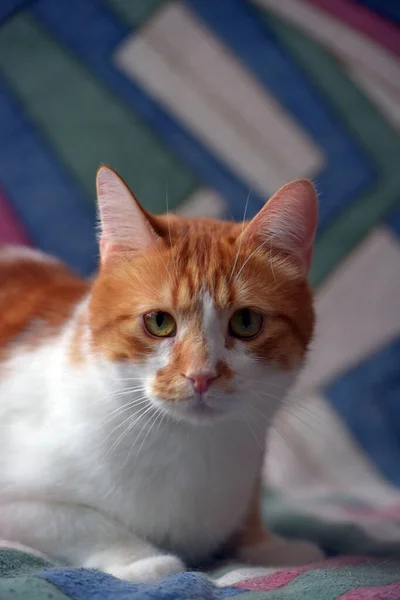 睡椅上漂亮的红白相间的短毛猫 — 图库照片
